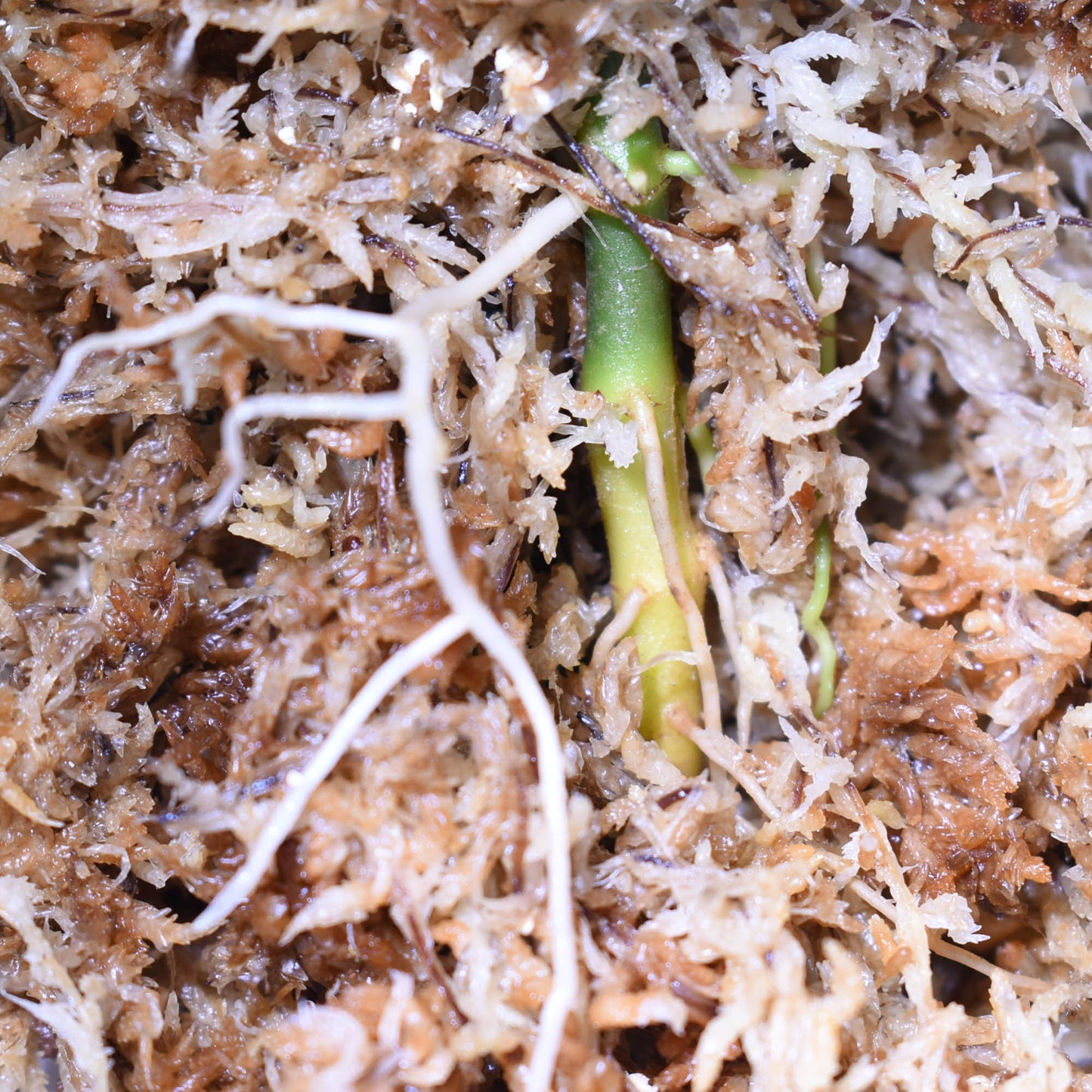 <AZ便>Aglaonema Pictum “Castle“ PDNC from Padang【AZ1012-10b】