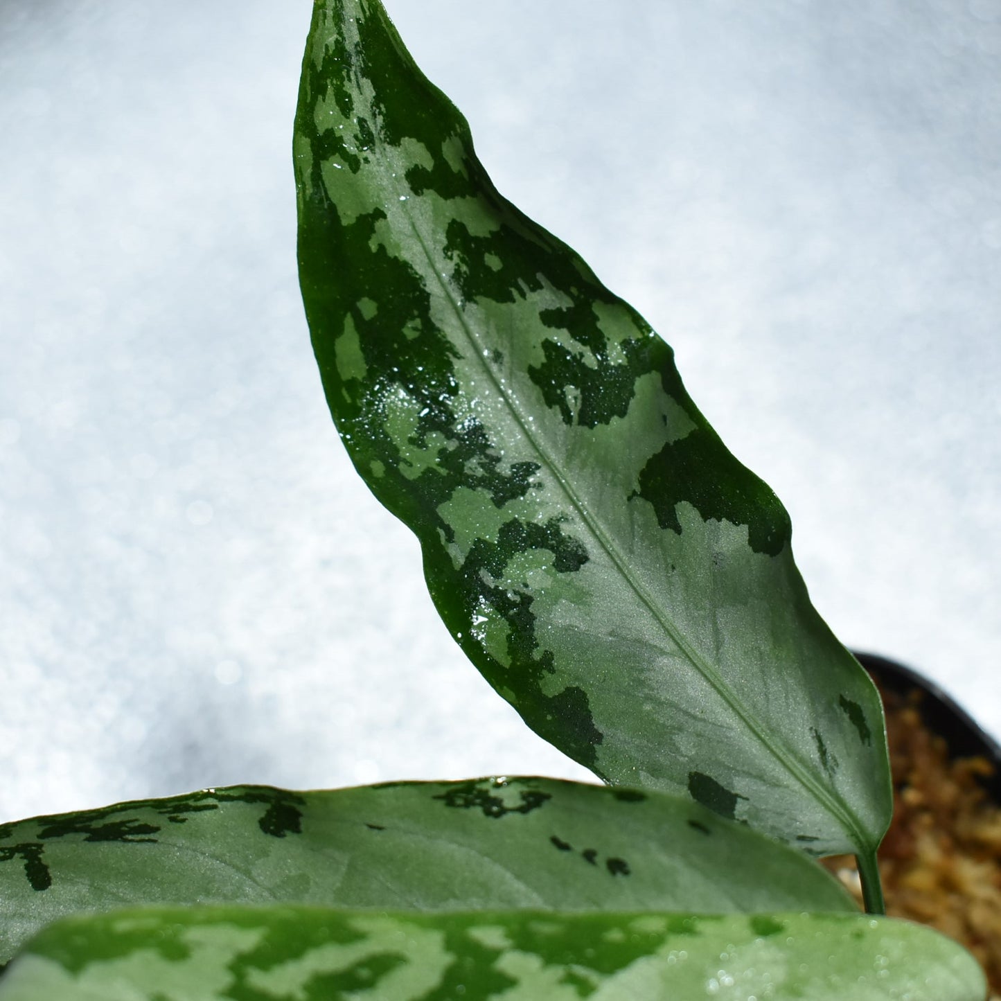 <WILD便>Aglaonema Pictum Aceh UND 210414