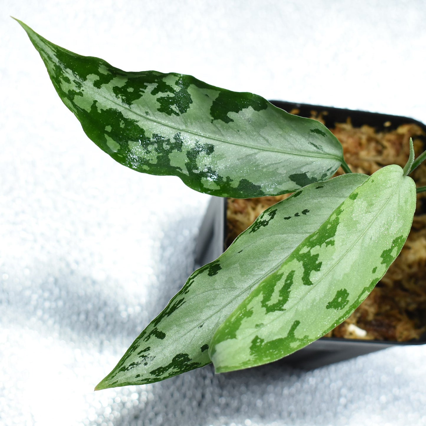<WILD便>Aglaonema Pictum Aceh UND 210414