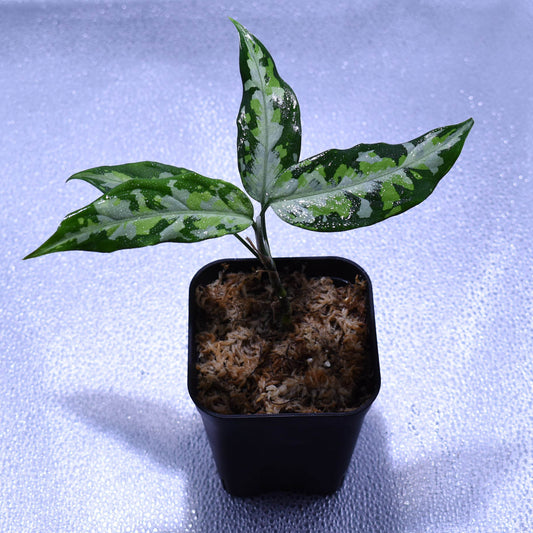 <TZ便>Aglaonema Pictum 【T-291219-b-5】