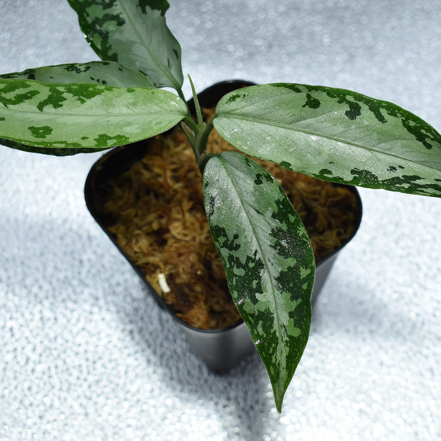 <WILD便>Aglaonema Pictum Aceh UND 210414