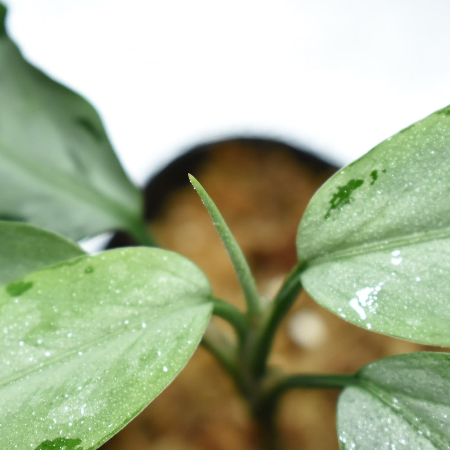 <WILD便>Aglaonema Pictum Aceh UND 210414
