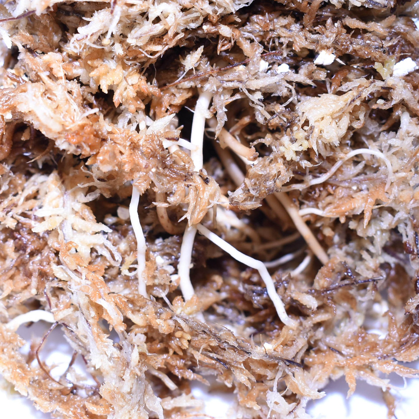 <TZ便>Aglaonema Pictum 【T-291219-b-5】