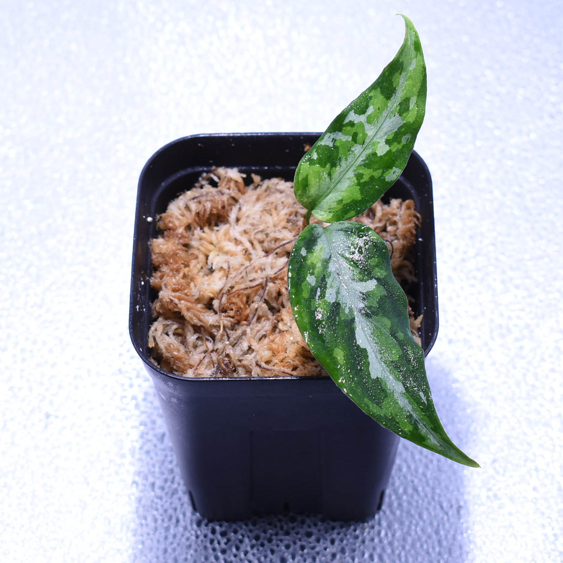 Aglaonema pictum tricolor 観葉植物 Aglaonema pictum tricolor 新しい葉ほど模様がはっきり出てき