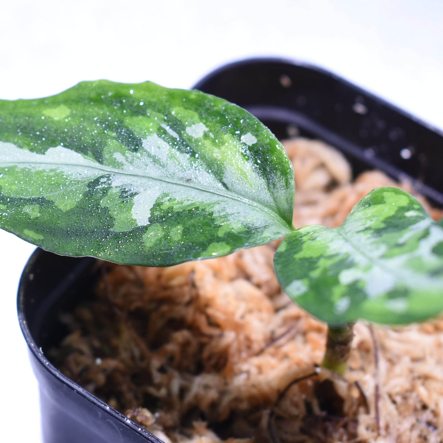 <LA便>Aglaonema Pictum Tricolor 【LA0216-03i】