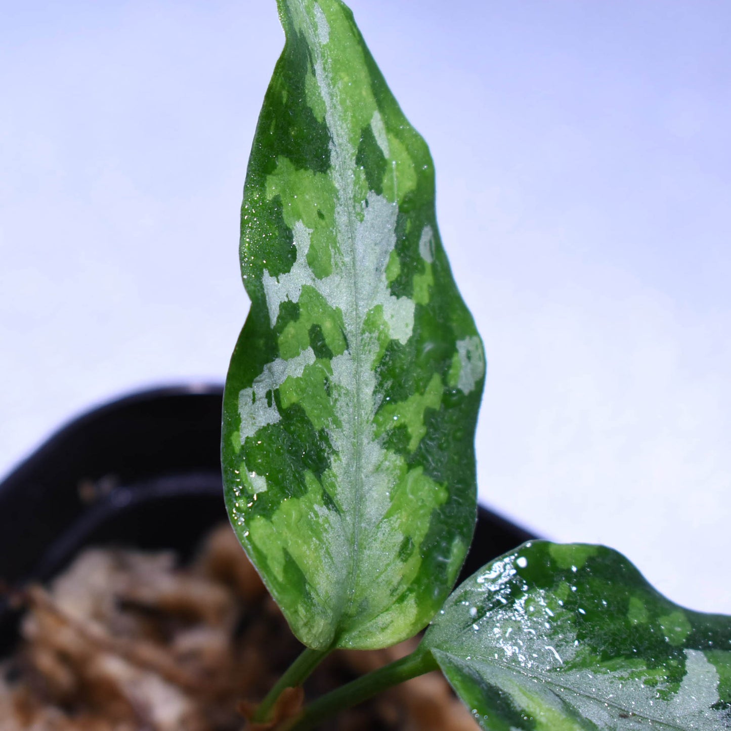 <LA便>Aglaonema Pictum Tricolor 【LA0216-03i】
