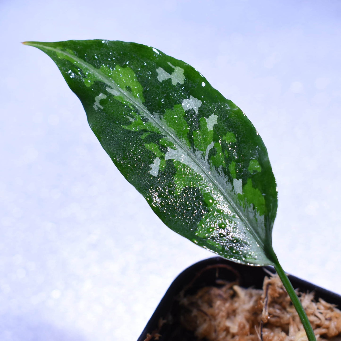 <TZ便>Aglaonema Pictum 【T-030219-X】