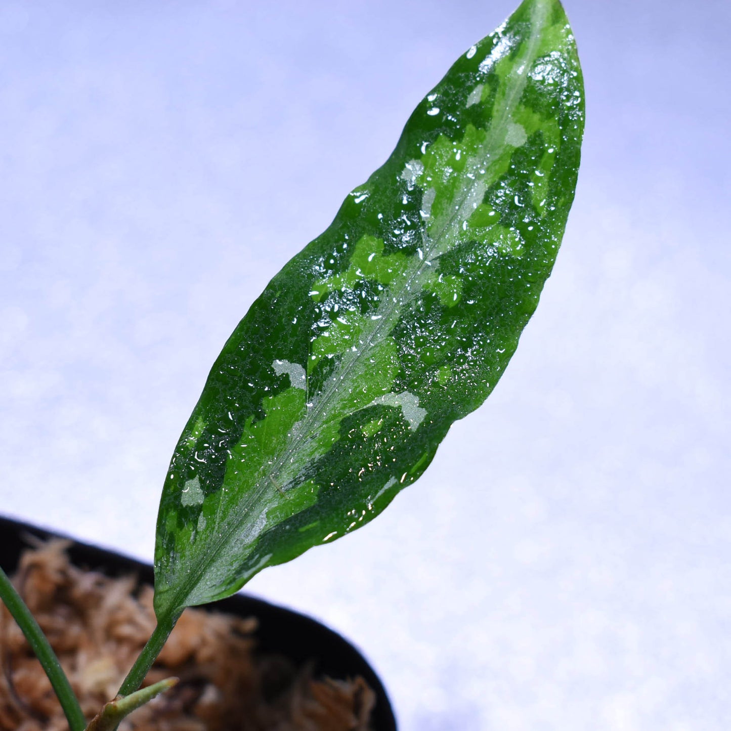 <TZ便>Aglaonema Pictum 【T-030219-X】