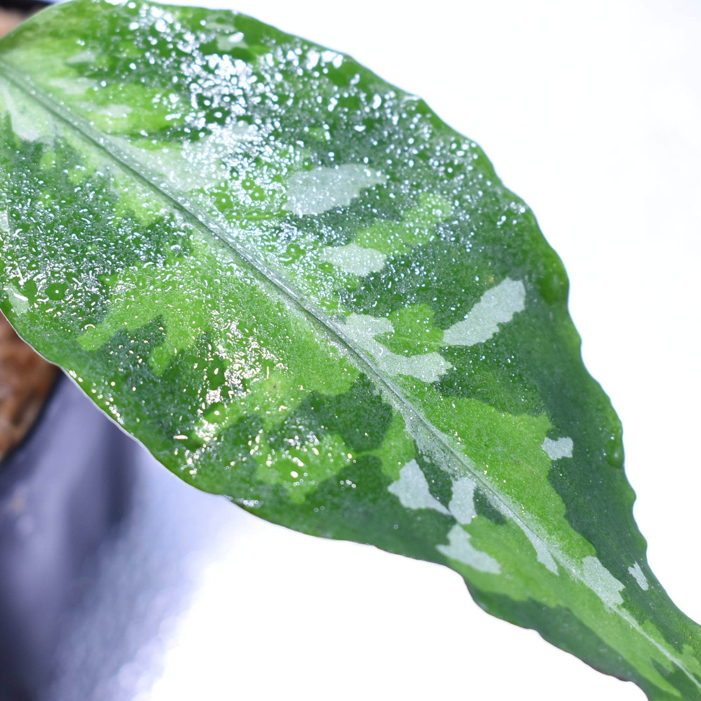 <TZ便>Aglaonema Pictum 【T-030219-X】
