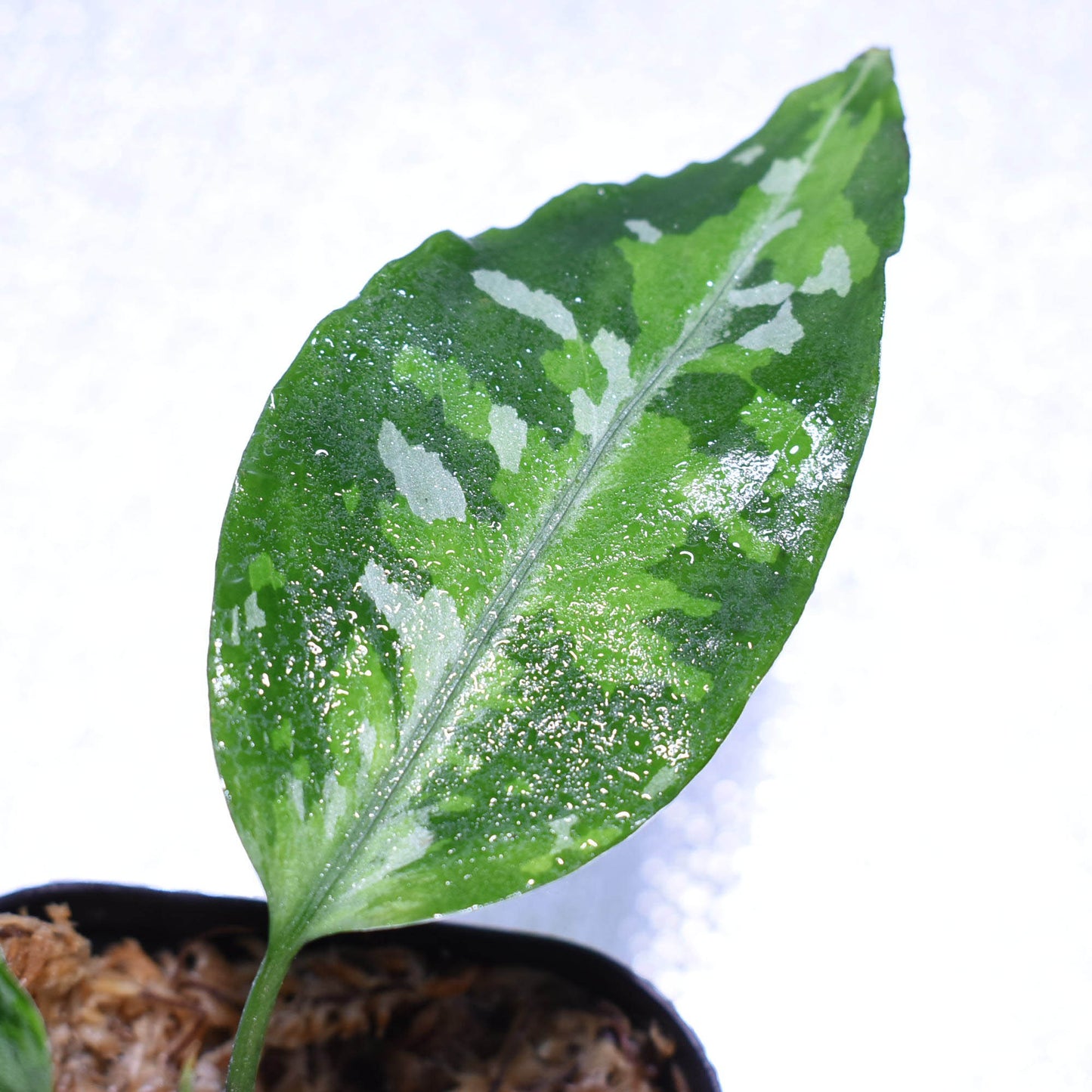 <TZ便>Aglaonema Pictum 【T-030219-X】