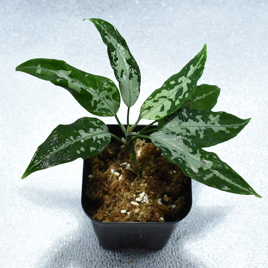 <TZ便>Aglaonema Pictum Aceh 【T-131220-b-6】