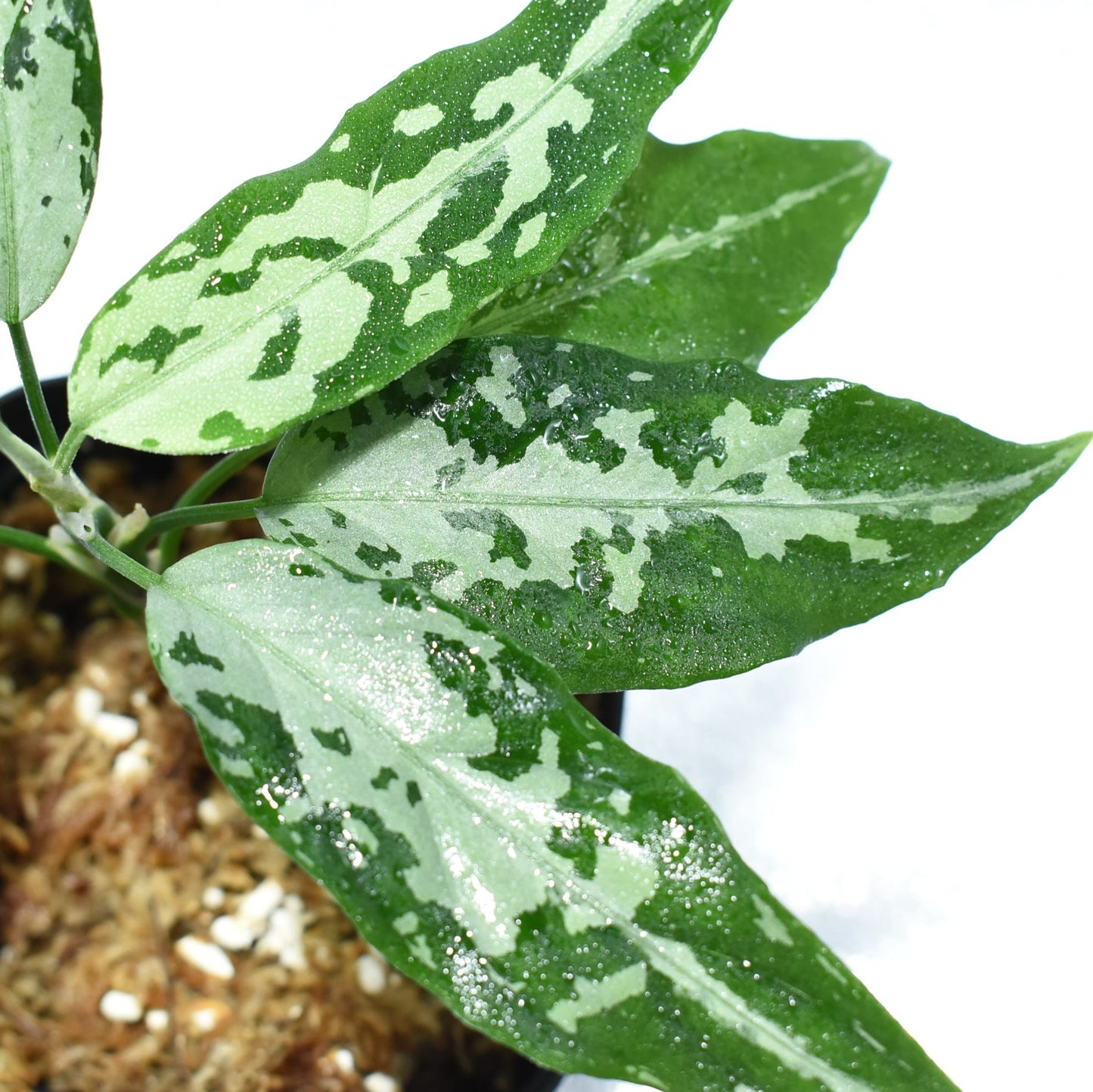 <TZ便>Aglaonema Pictum Aceh 【T-131220-b-6】