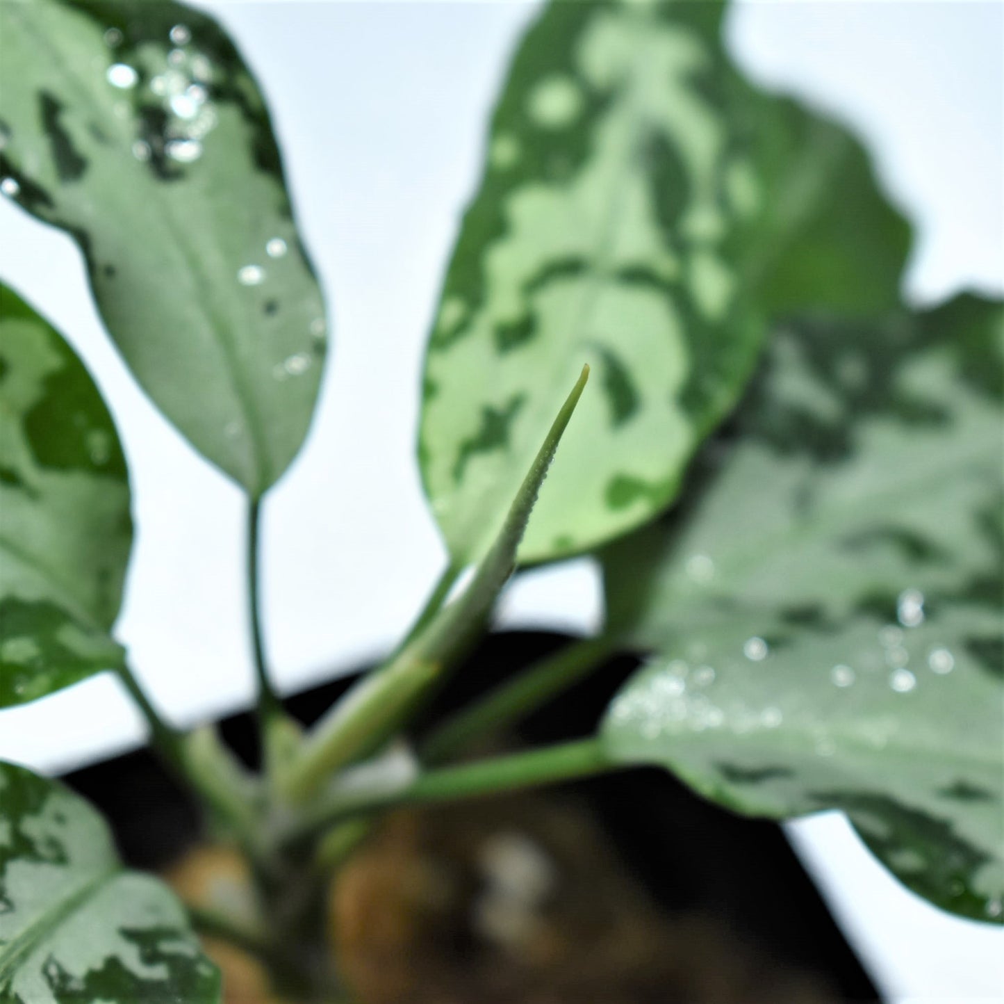 <TZ便>Aglaonema Pictum Aceh 【T-131220-b-6】