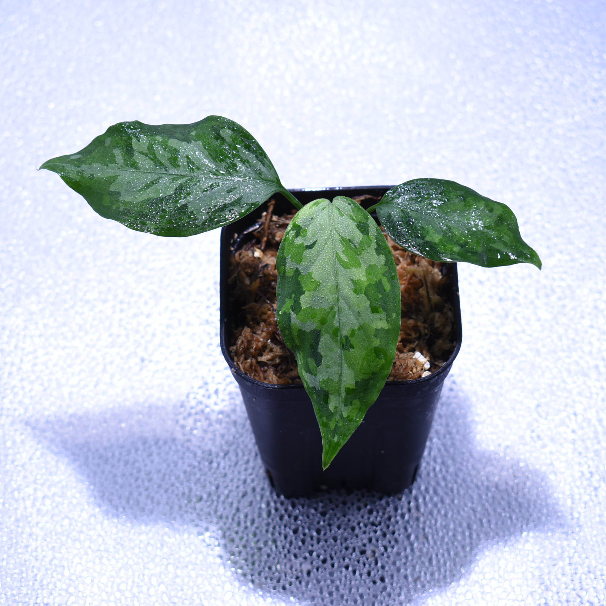 ＜TZ便＞Aglaonema Pictum 【T-14818-α産地（迷彩翡翠A）】