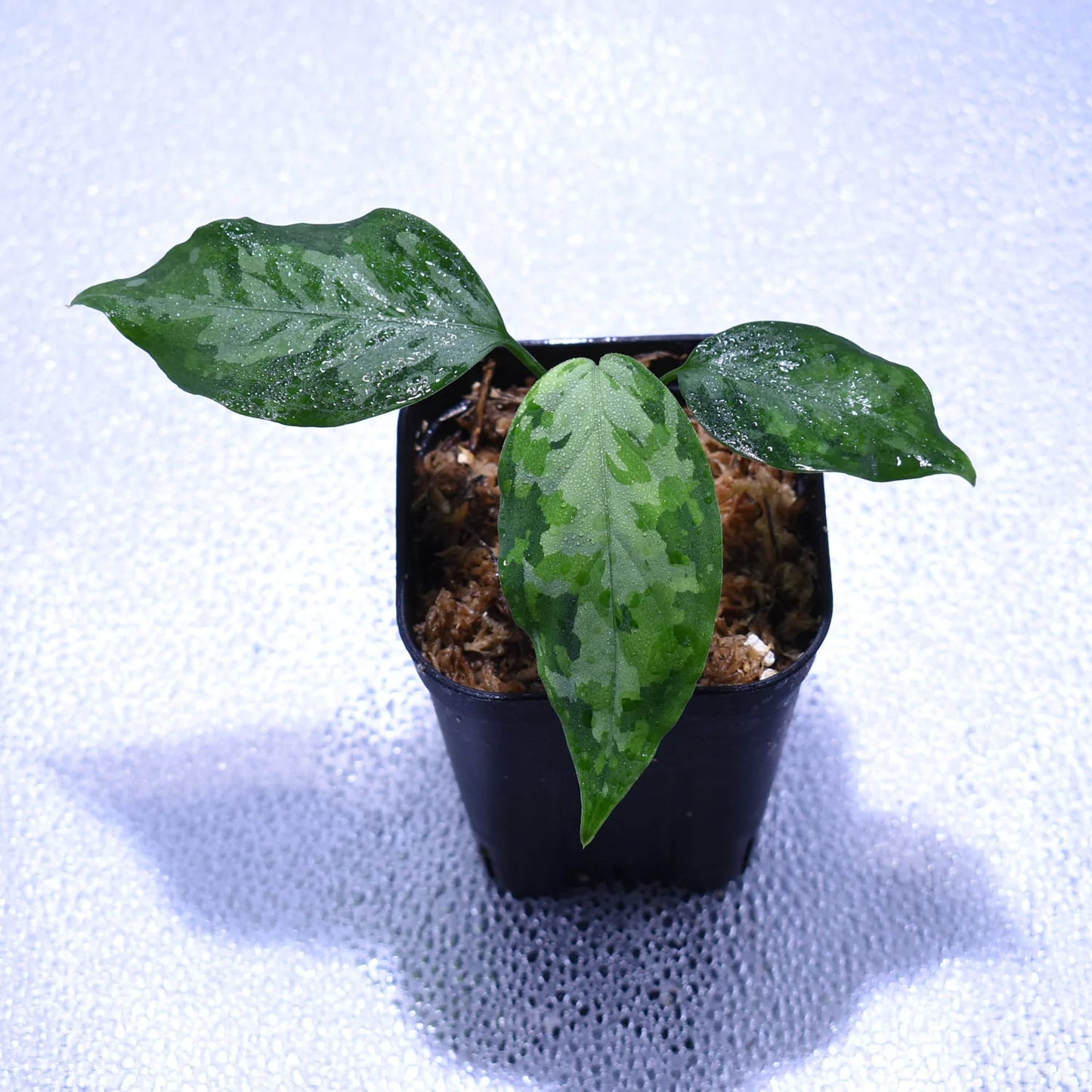 <TZ便>Aglaonema Pictum Tricolor【T-14818-α産地(迷彩翡翠A)】