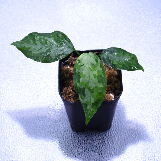 <TZ便>Aglaonema Pictum 【T-14818-α産地(迷彩翡翠A)】