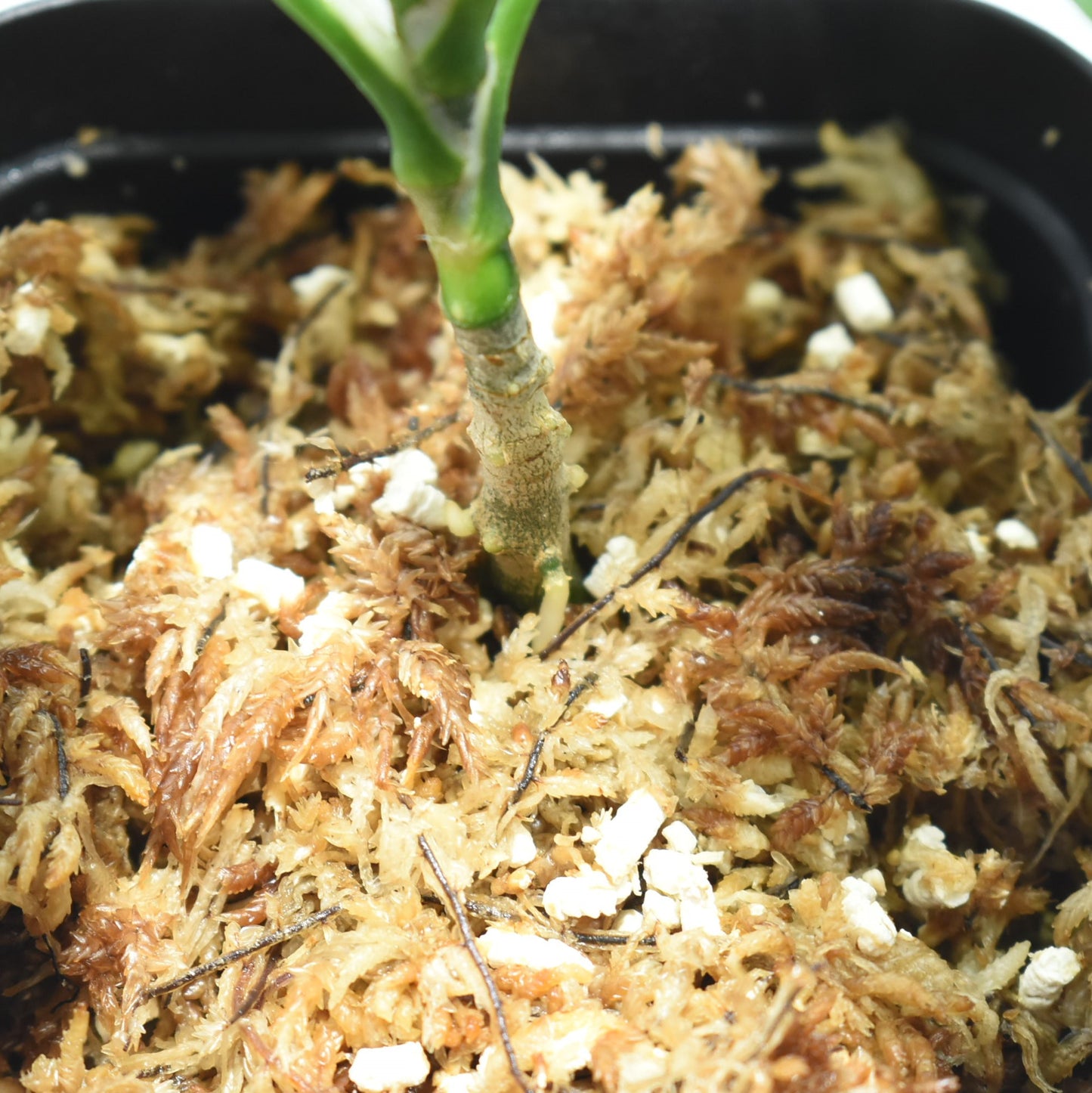 <TZ便>Aglaonema Pictum Aceh 【T-131220-b-6】