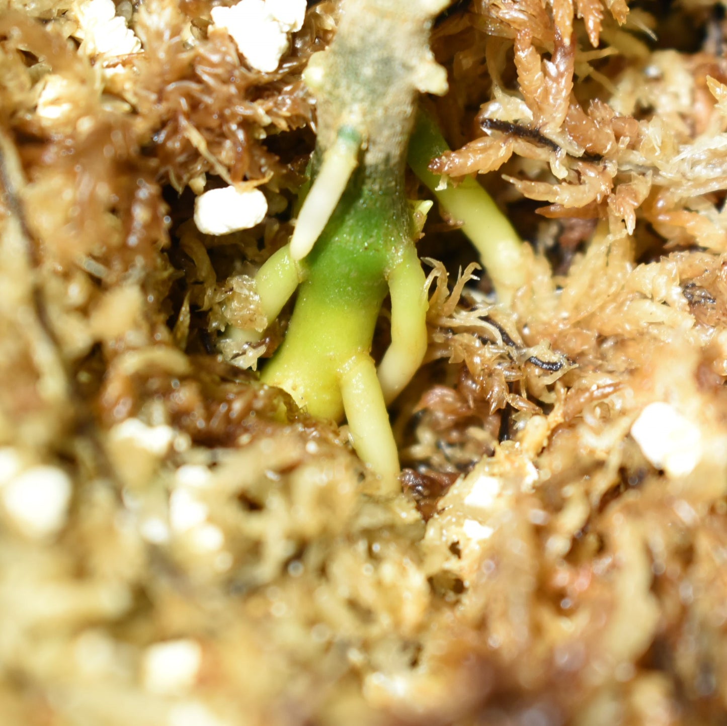 <TZ便>Aglaonema Pictum Aceh 【T-131220-b-6】