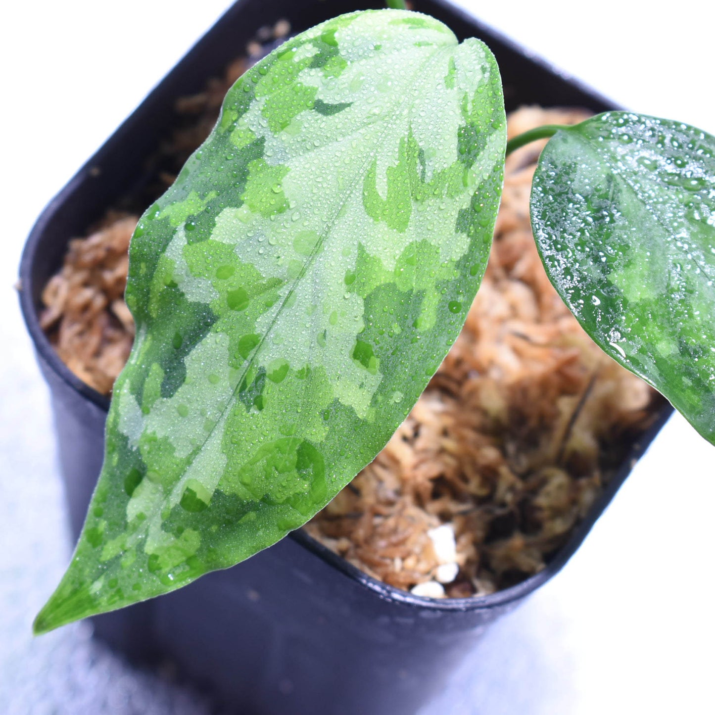 <TZ便>Aglaonema Pictum 【T-14818-α産地(迷彩翡翠A)】