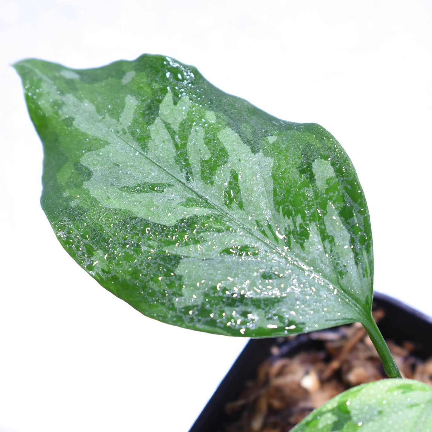 <TZ便>Aglaonema Pictum 【T-14818-α産地(迷彩翡翠A)】