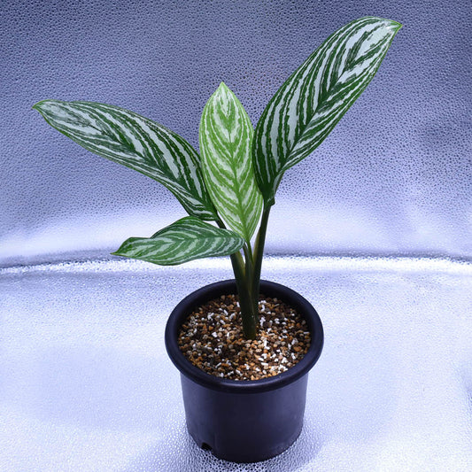 <カーティシー>Aglaonema Nitidum “Curtisii” UND211118