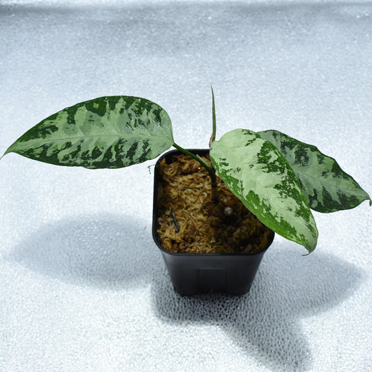 <WILD便>Aglaonema Pictum Aceh Multicolor UND “HARVEY”