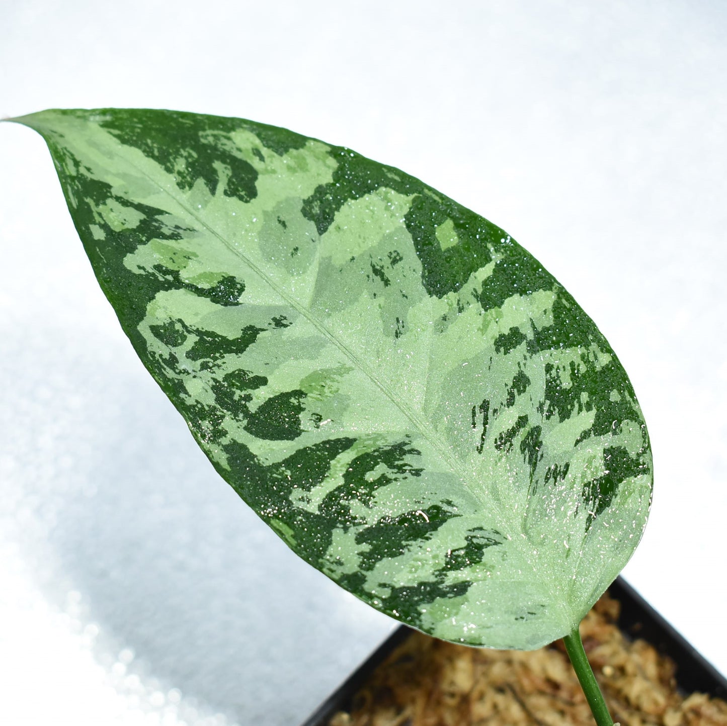 <WILD便>Aglaonema Pictum Aceh Multicolor UND “HARVEY”