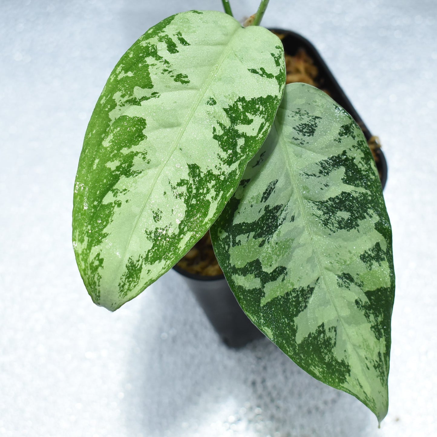 <WILD便>Aglaonema Pictum Aceh Multicolor UND “HARVEY”