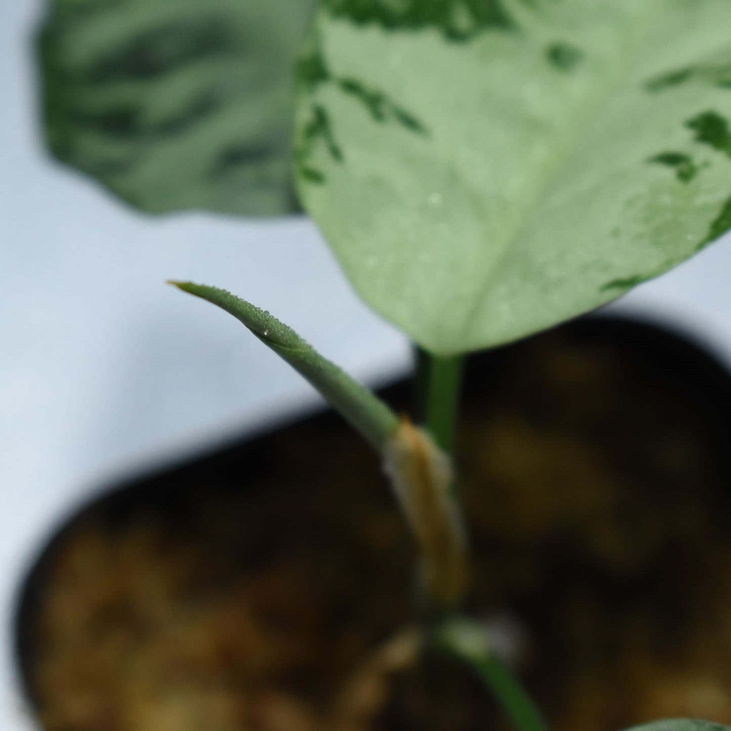<WILD便>Aglaonema Pictum Aceh Multicolor UND “HARVEY”
