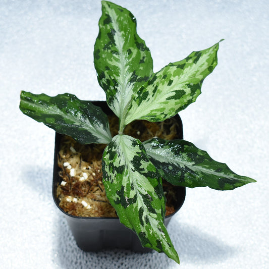 Aglaonema Pictum “夢観極彩 千眼葉”