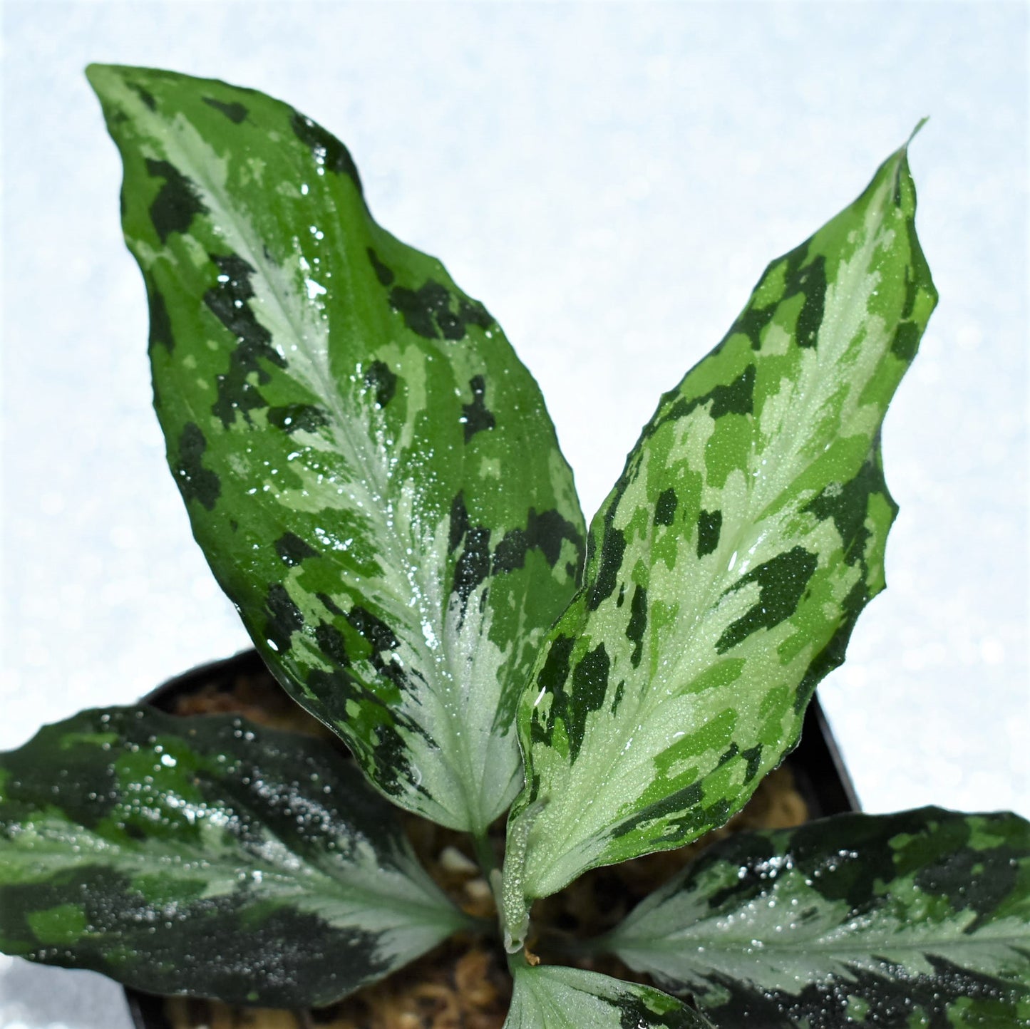 Aglaonema Pictum “夢観極彩 千眼葉”