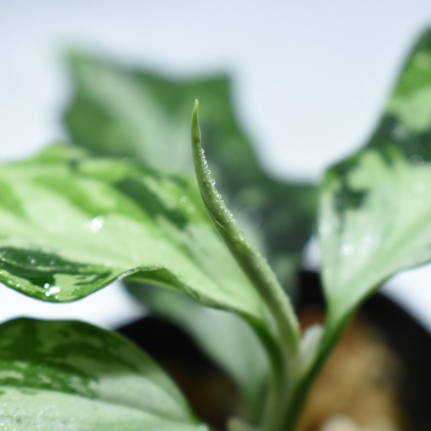 Aglaonema Pictum “夢観極彩 千眼葉”