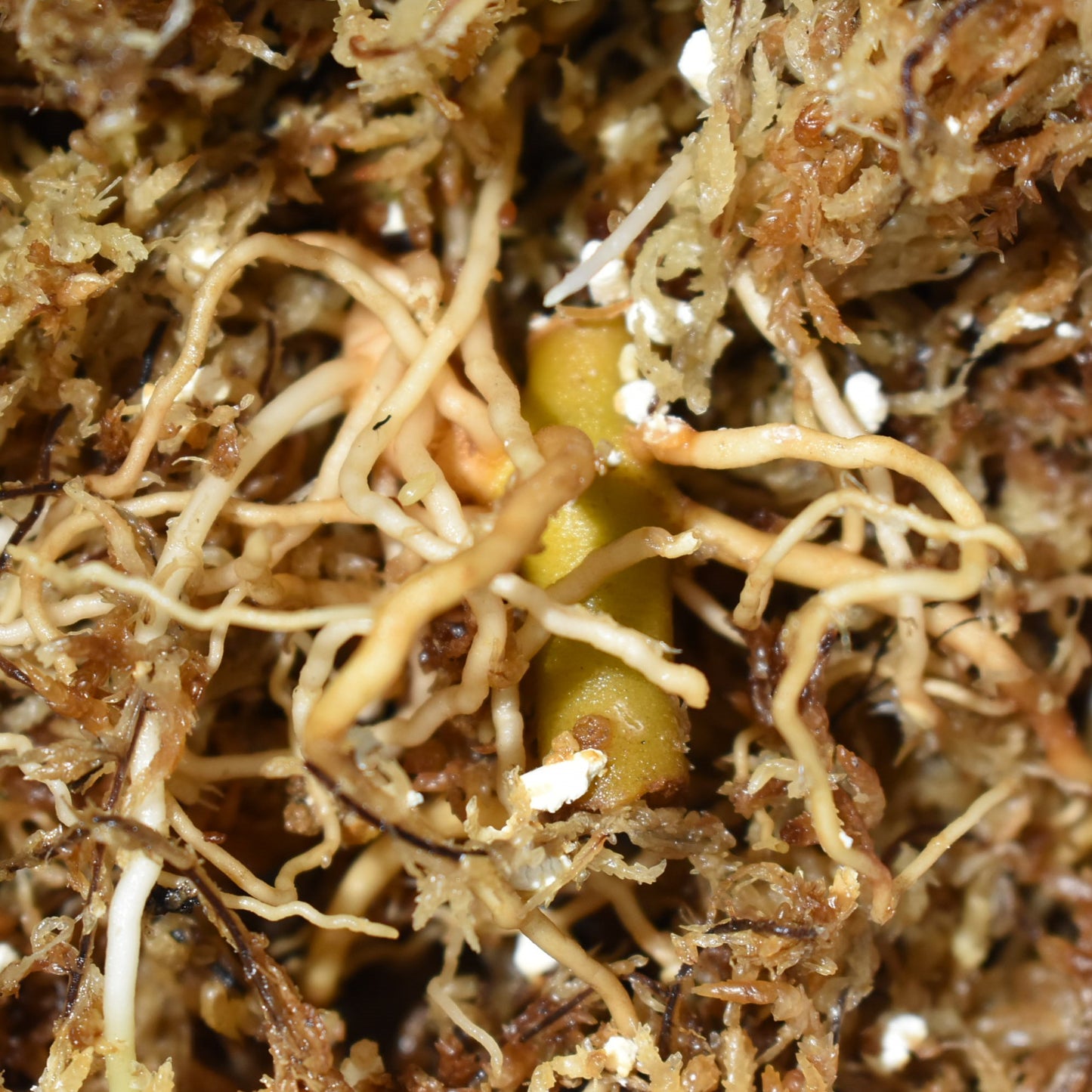 <出射便>Aglaonema Pictum Tricolor “Andaman” Port Blair