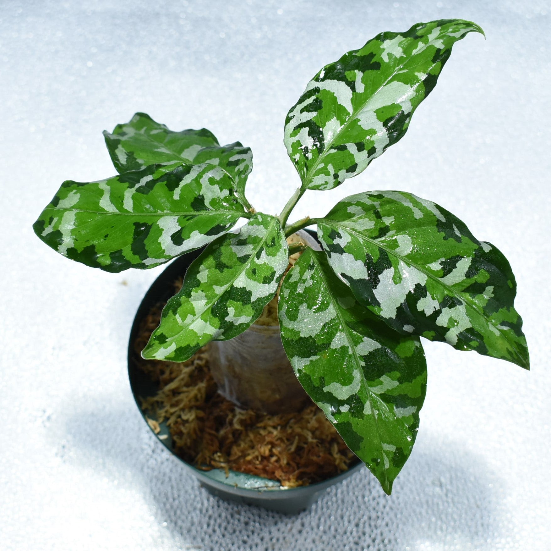 ＜出射便＞Aglaonema Pictum Tricolor “Andaman” Port Blair – undried