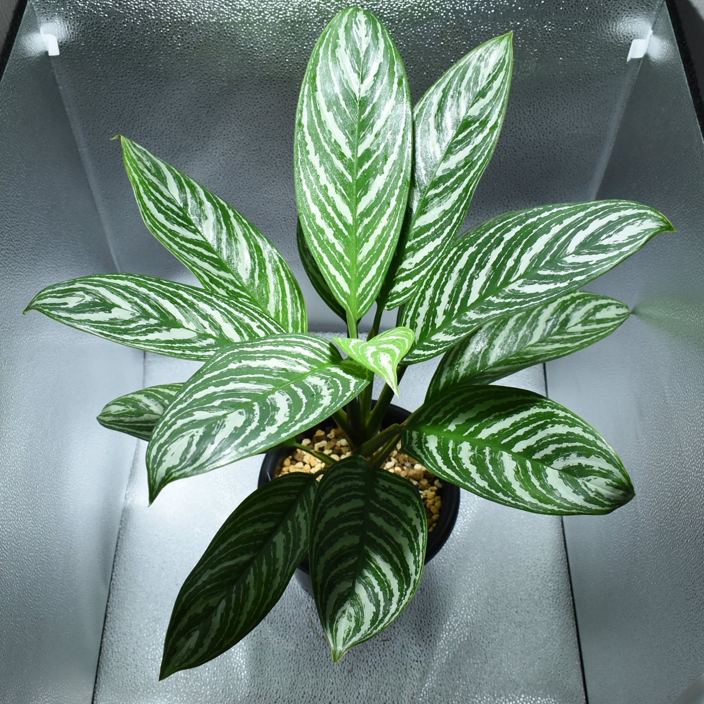 <カーティシー>Aglaonema Nitidum “Curtisii” UND220618