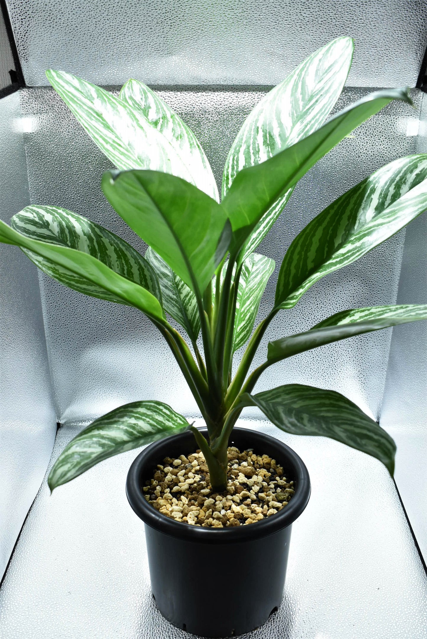 <カーティシー>Aglaonema Nitidum “Curtisii” UND211212