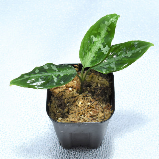 <TZ便>Aglaonema Pictum Aceh 【T-141220 A-2産地】
