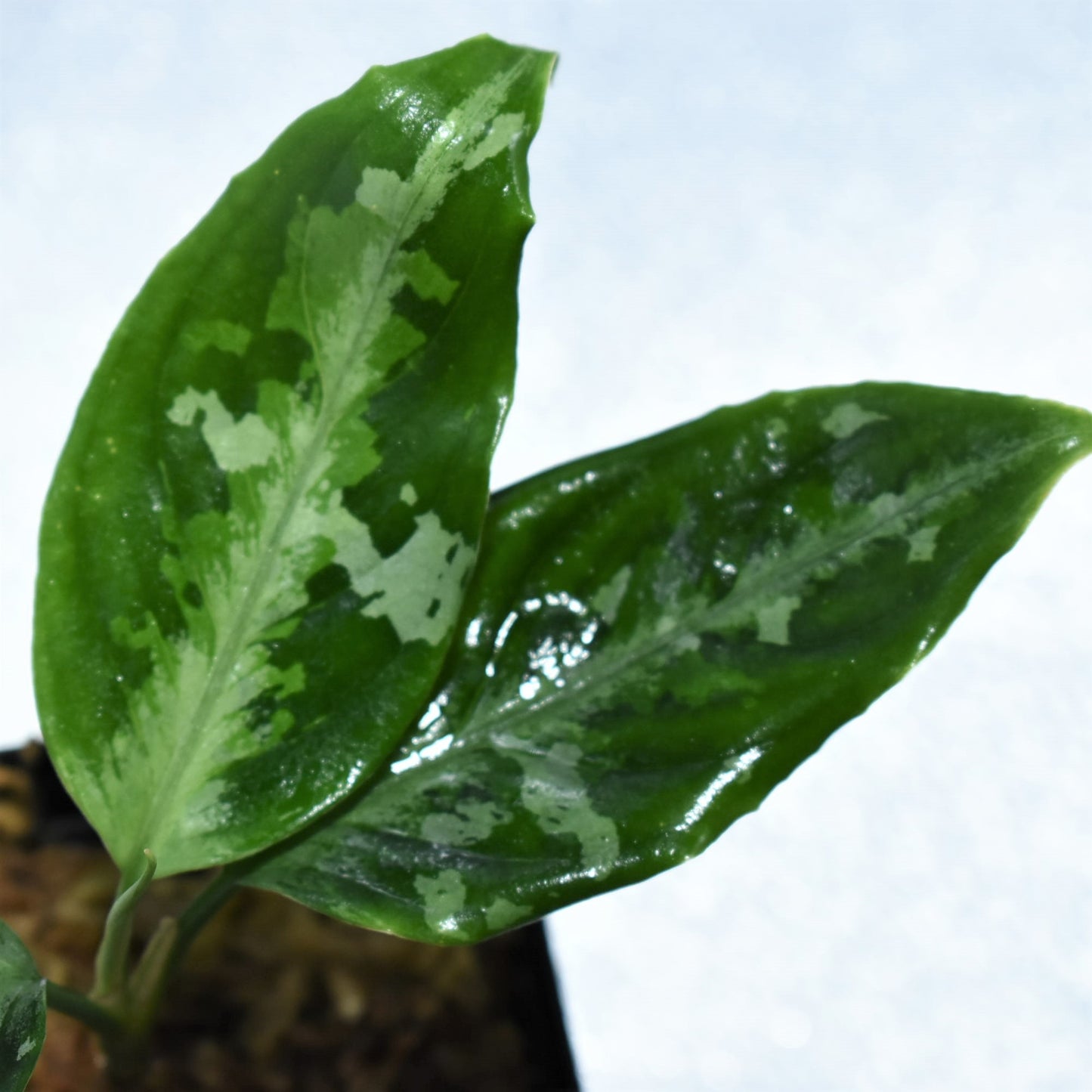 <TZ便>Aglaonema Pictum Aceh 【T-141220 A-2産地】
