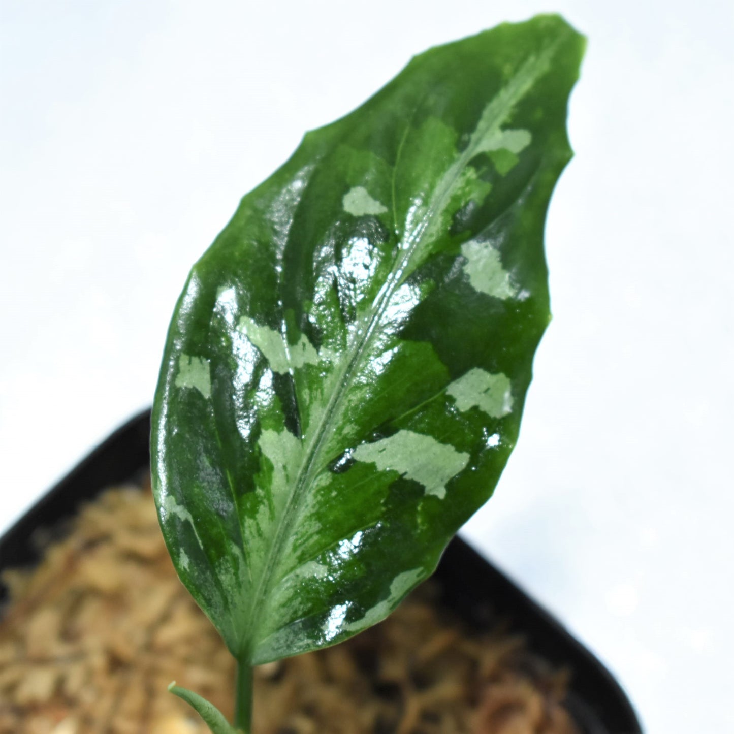 <TZ便>Aglaonema Pictum Aceh 【T-141220 A-2産地】