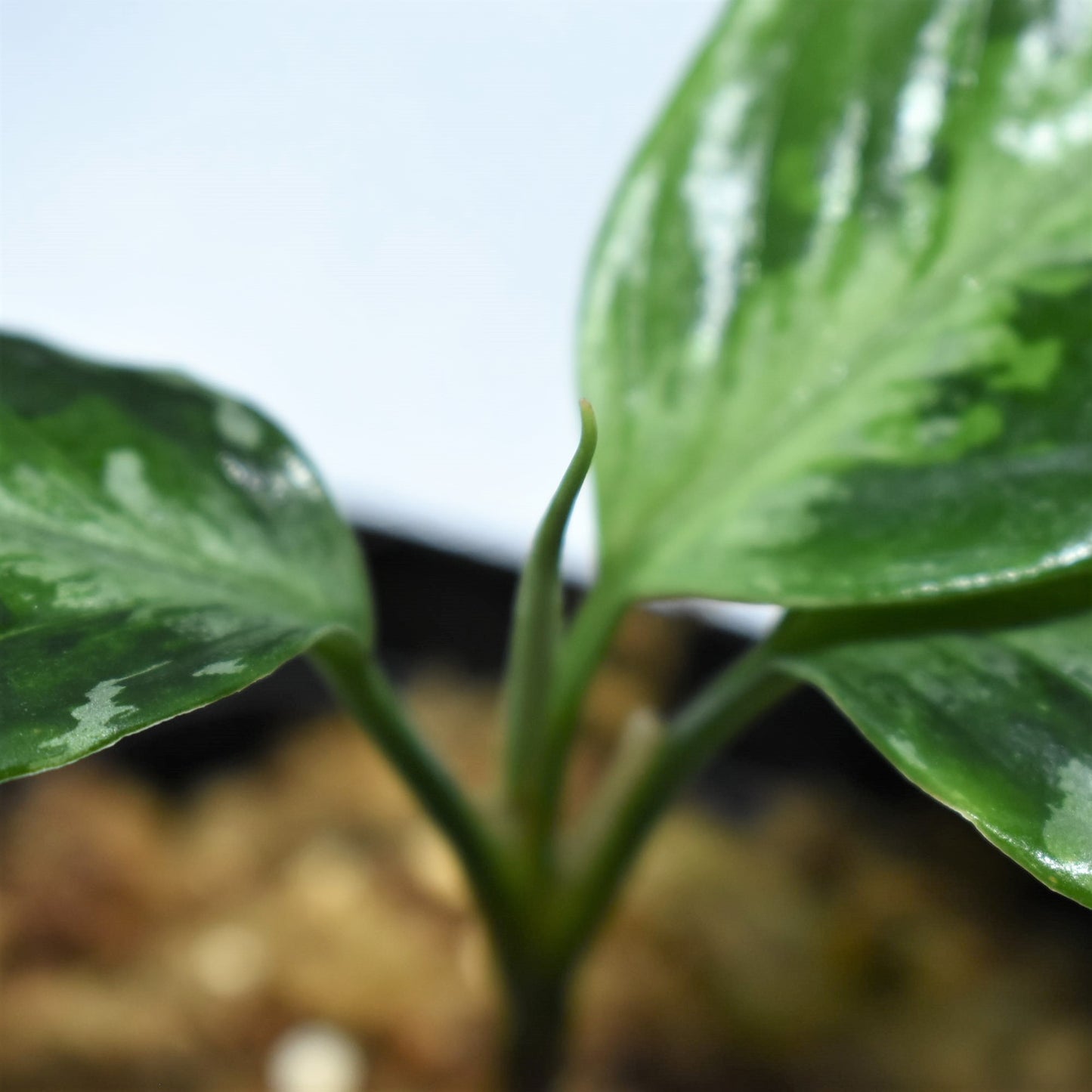 <TZ便>Aglaonema Pictum Aceh 【T-141220 A-2産地】