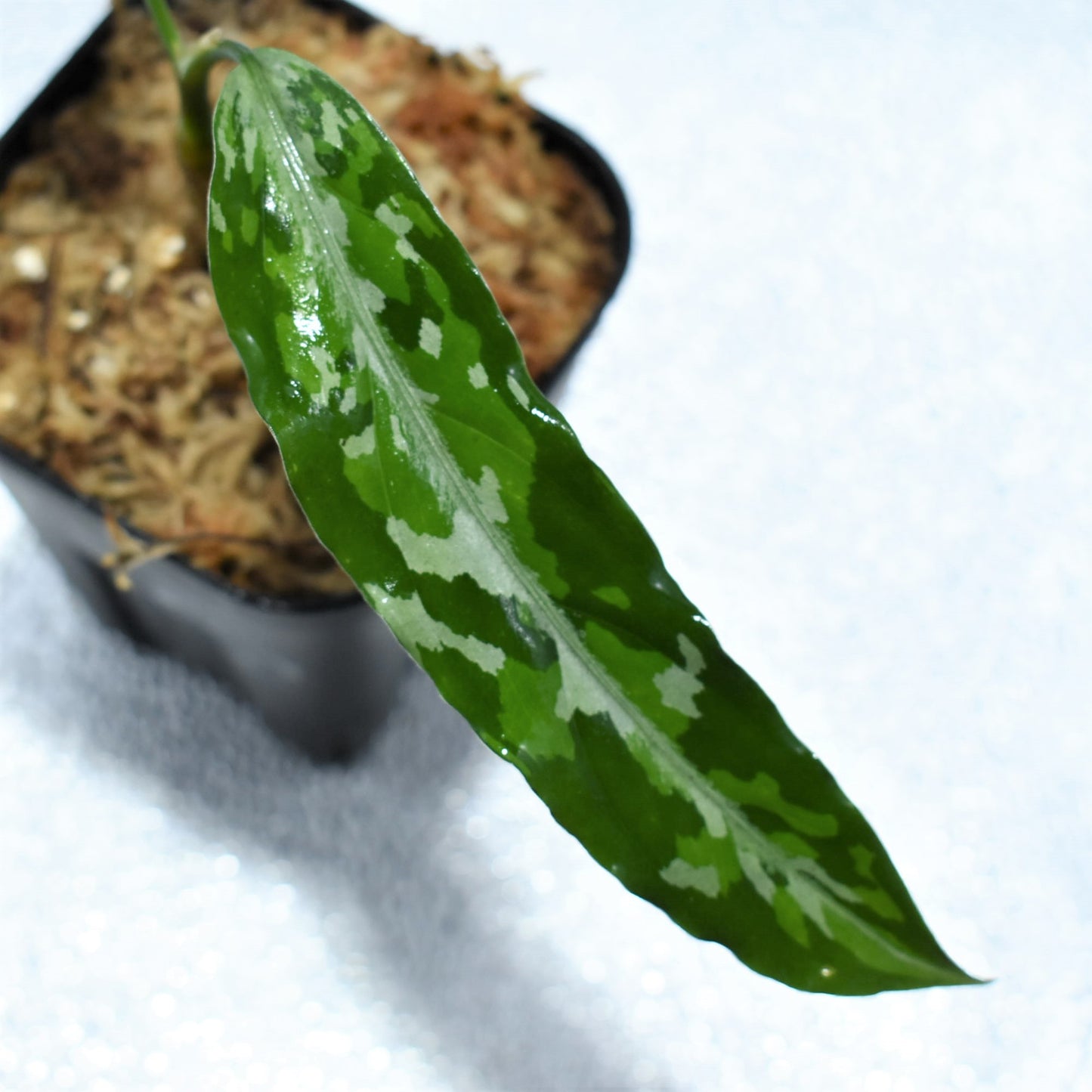 <TZ便>Aglaonema Pictum Aceh 【T-120119 X産地】