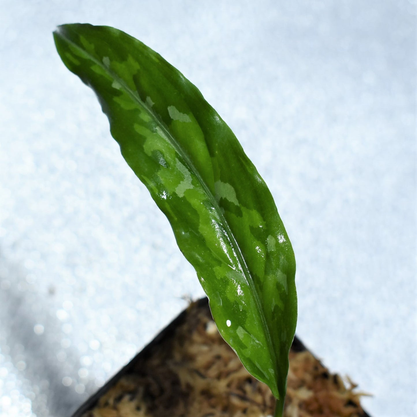 <TZ便>Aglaonema Pictum Aceh 【T-120119 X産地】