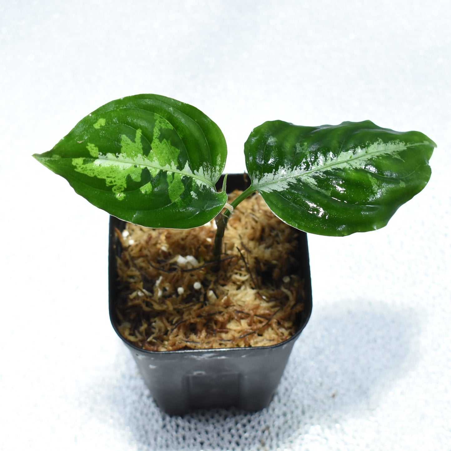 <WILD便>Aglaonema Pictum Aceh Toricolor UND210508