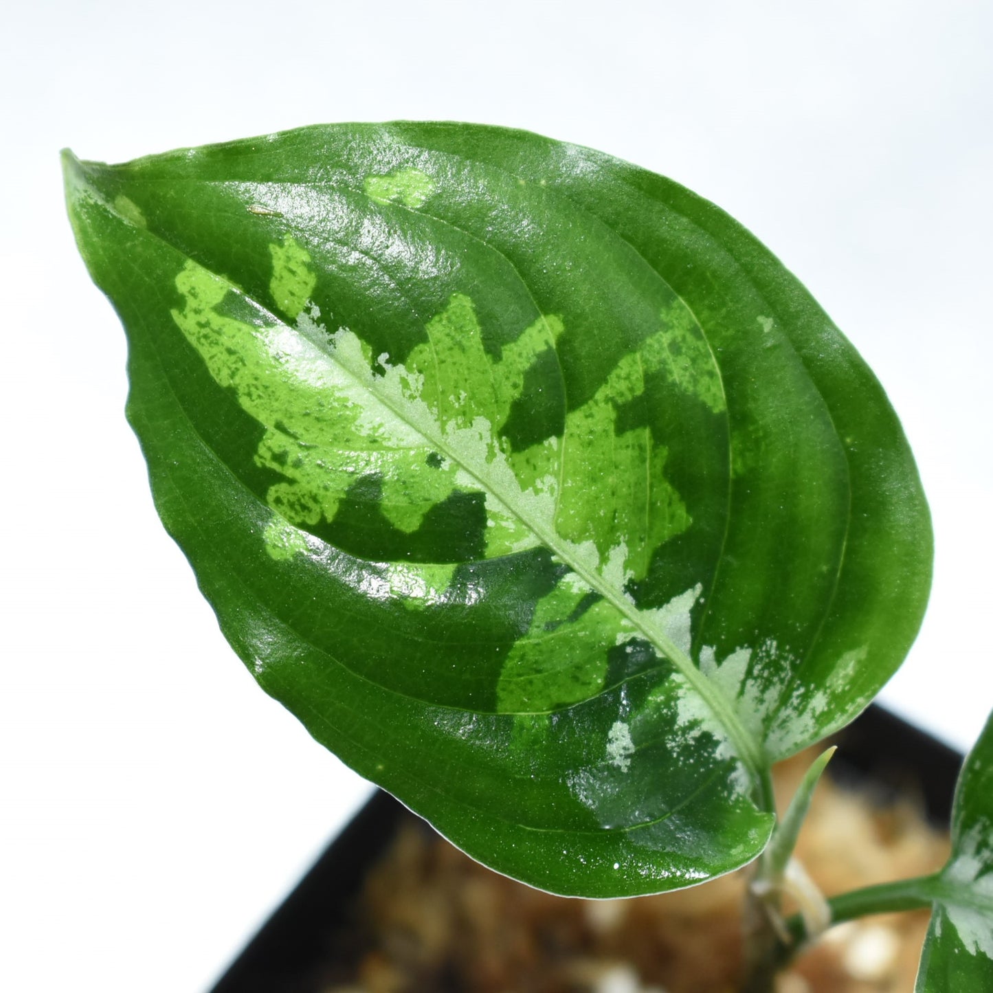 <WILD便>Aglaonema Pictum Aceh Toricolor UND210508
