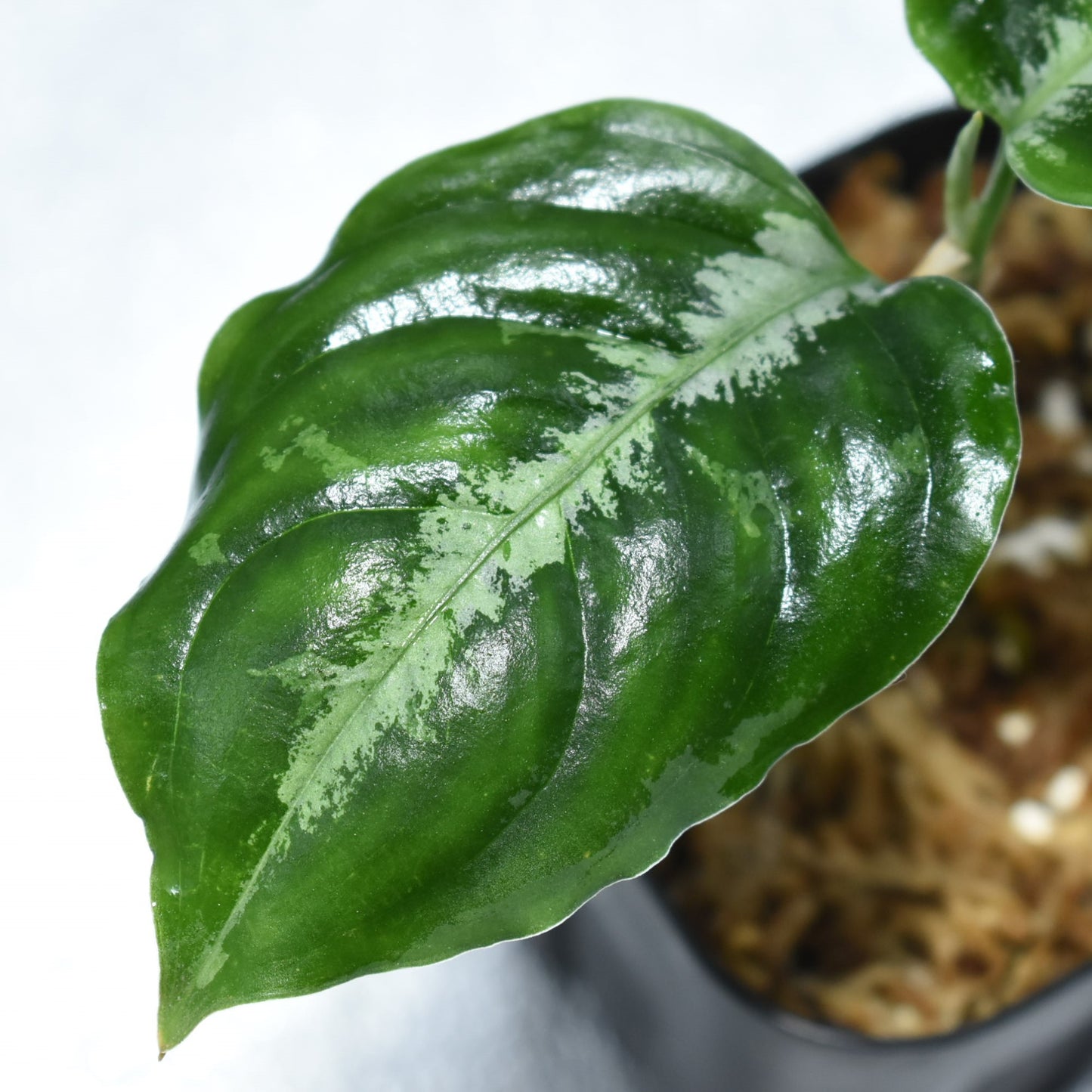 <WILD便>Aglaonema Pictum Aceh Toricolor UND210508