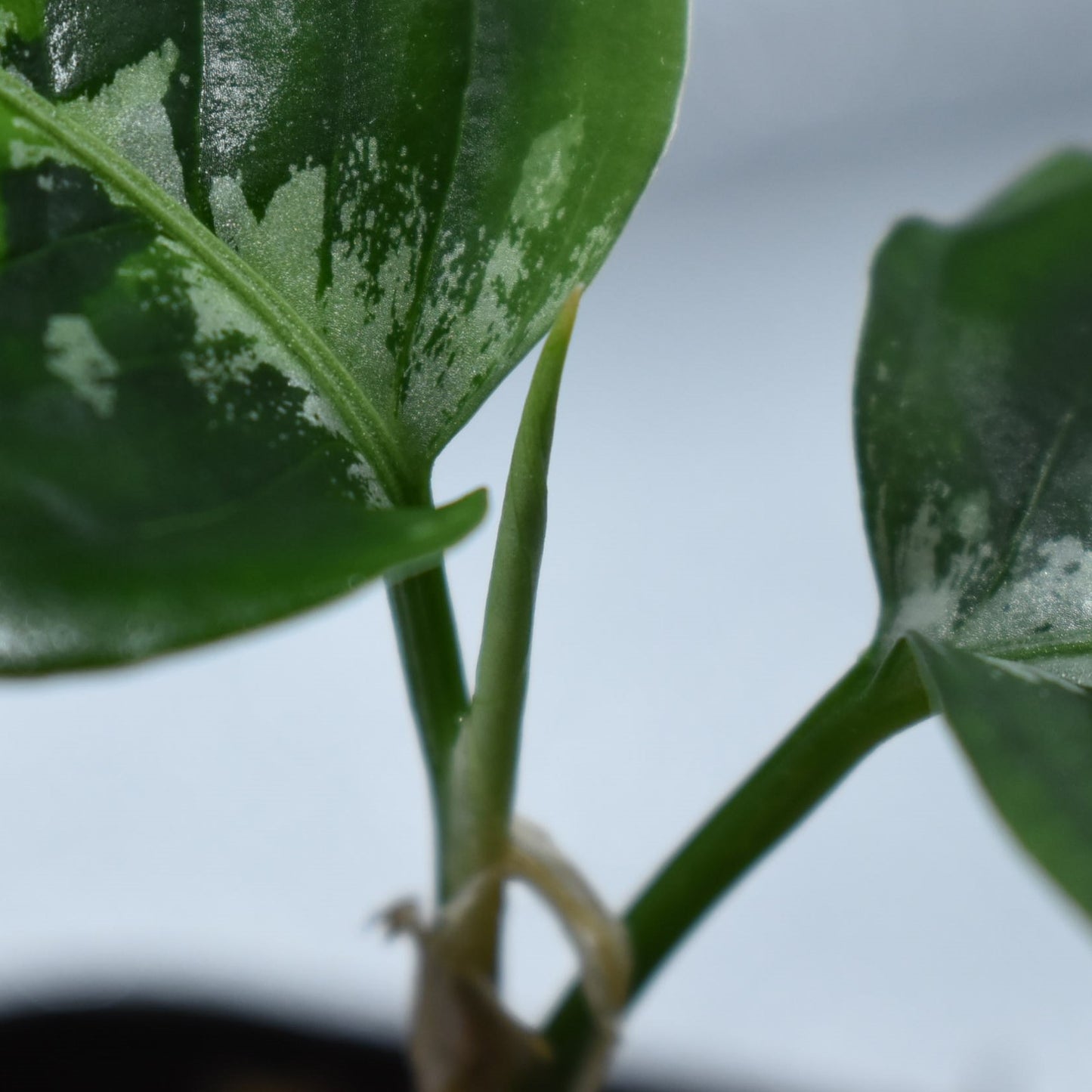 <WILD便>Aglaonema Pictum Aceh Toricolor UND210508