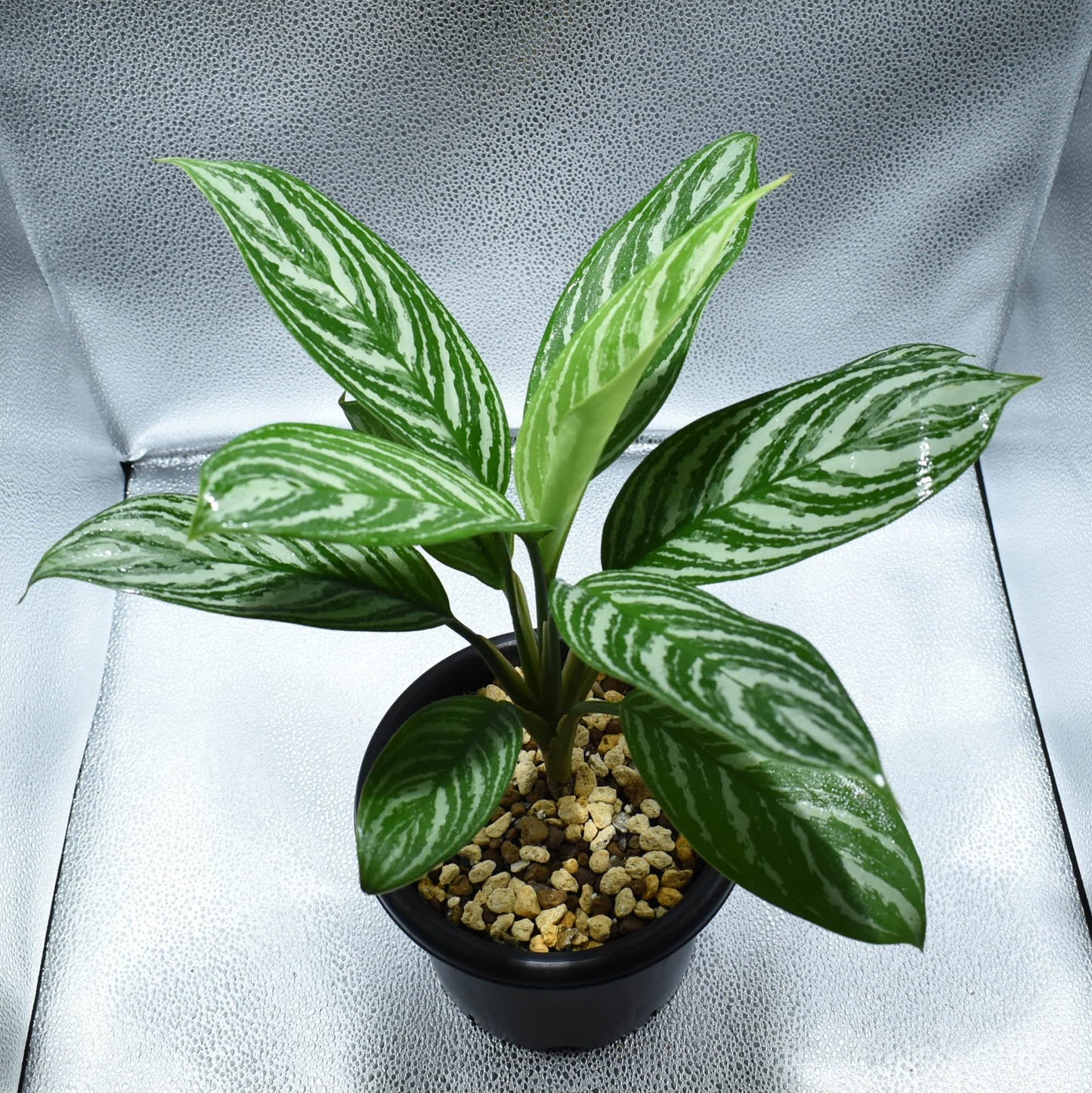 <カーティシー>Aglaonema Nitidum “Curtisii” UND220709B