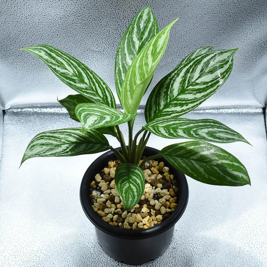 <カーティシー>Aglaonema Nitidum “Curtisii” UND211226