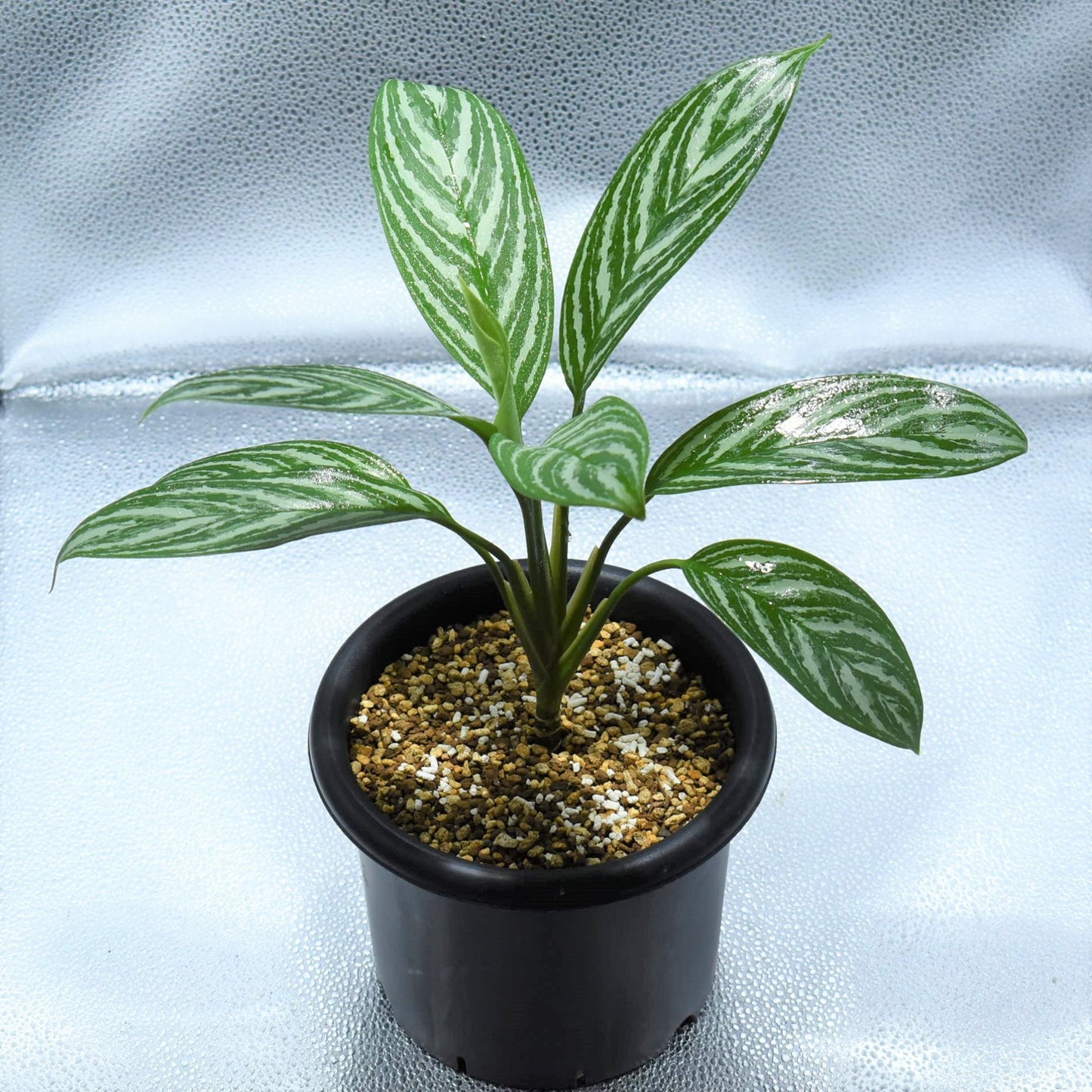 <カーティシー>Aglaonema Nitidum “Curtisii” UND220814A