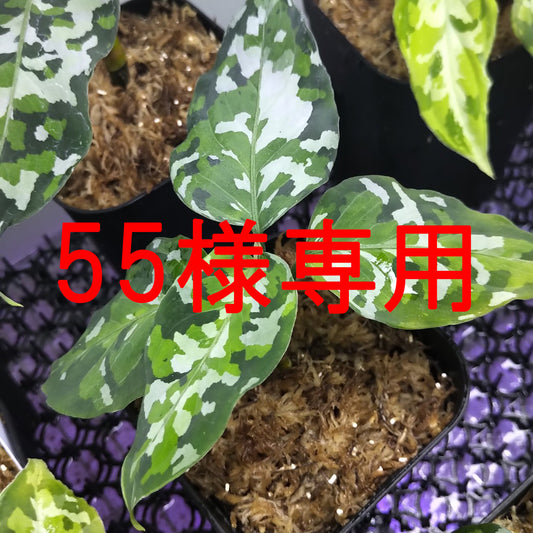 ※55様専用 <出射便>Aglaonema Pictum Tricolor “Andaman” Port Blair